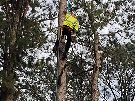 Tree Services 